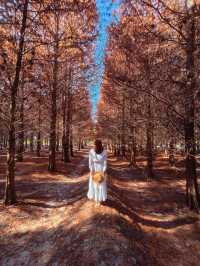 絕美!包場整個落羽松林的韓劇級浪漫