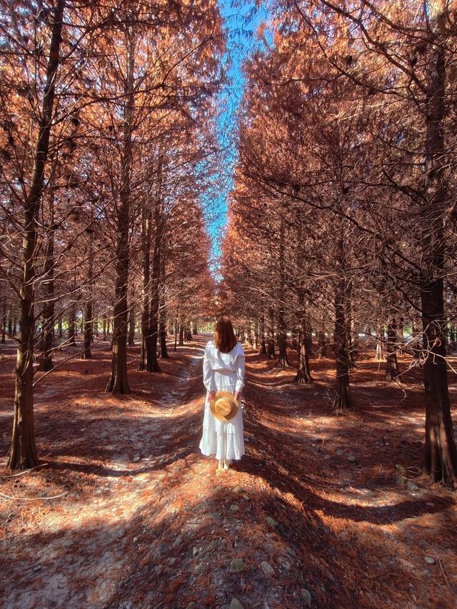 絕美!包場整個落羽松林的韓劇級浪漫 絕美!包場整個落羽松林的韓劇級浪漫