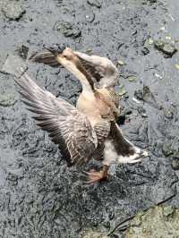 泉州晉江安平橋～天下無橋長此橋