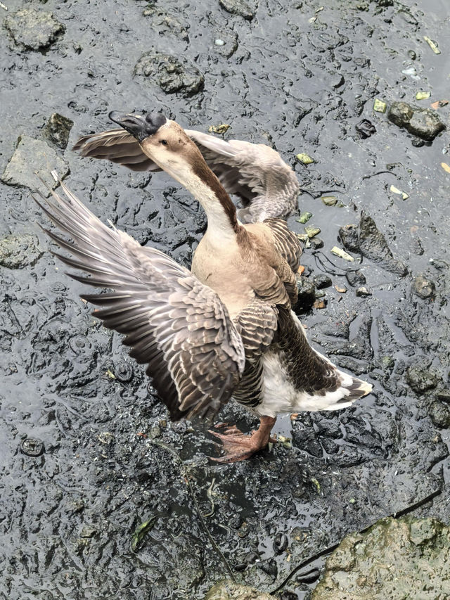 泉州晉江安平橋～天下無橋長此橋