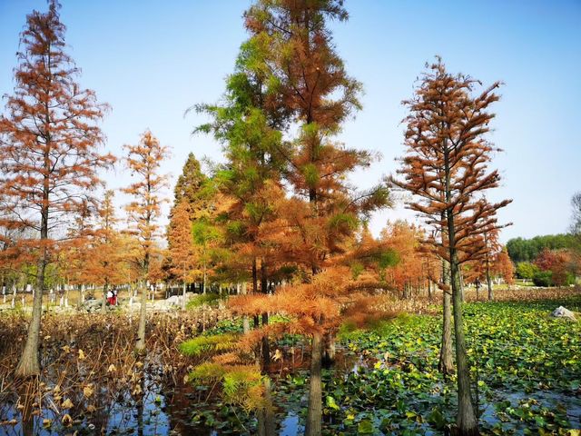 煙台深秋絕美打卡!住進希爾頓賞水杉秘境 煙台深秋絕美打卡!住進希爾頓賞水杉秘境