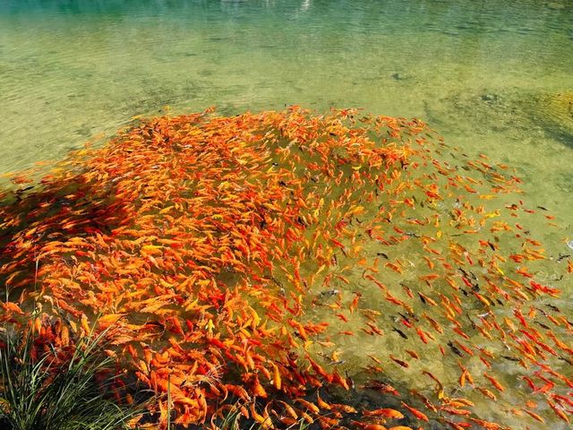 剛從楠溪江歸來，入住嘅甌北東方巨龍酒店畀咗我哋今次旅程一個完美句號，急不及待想將呢份美好分享畀大家！