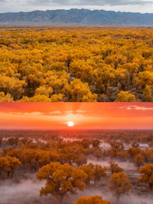 南疆胡楊秘境攻略 南疆胡楊秘境攻略