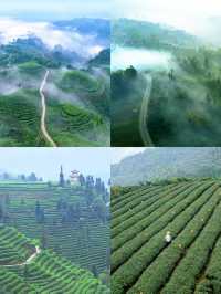 蒙頂山登天蓋寺觀雲海觸摸天空的藍