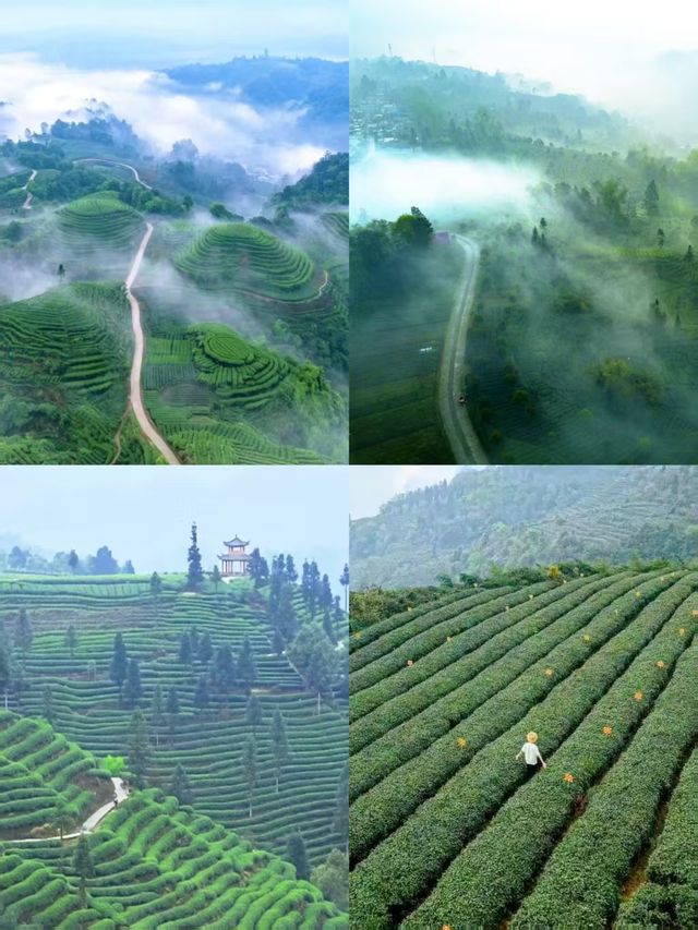 蒙頂山登天蓋寺觀雲海觸摸天空的藍