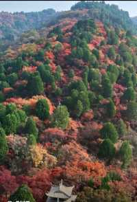 北國秋日仙境!紅葉谷絕美打卡攻略