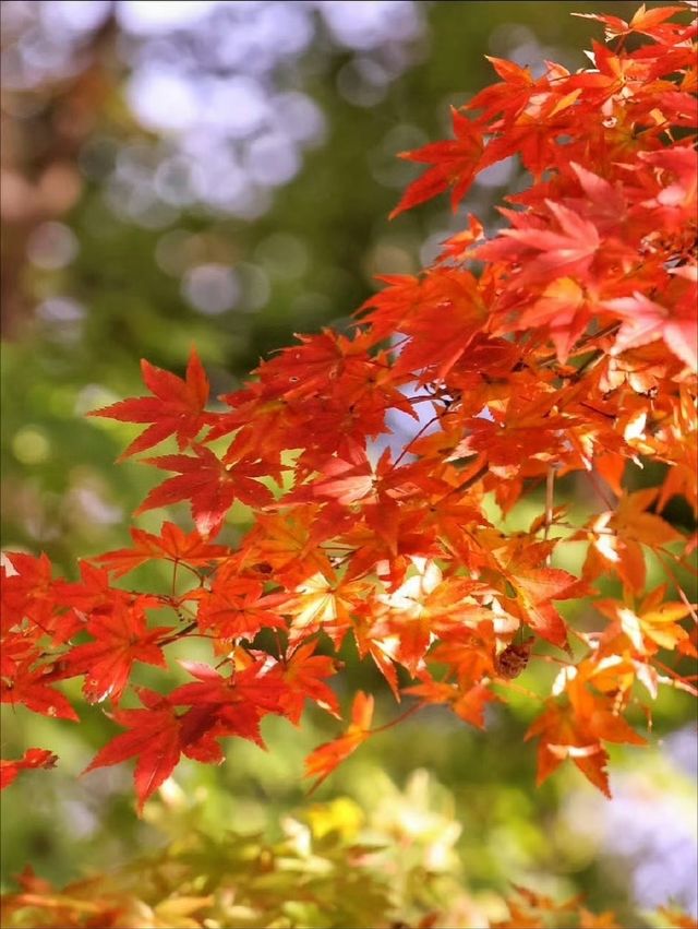 秋霜送君千里遠，月候來年嶺上紅
