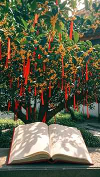 誰說冬天只能看雪?12月上海“反季節”奇遇!