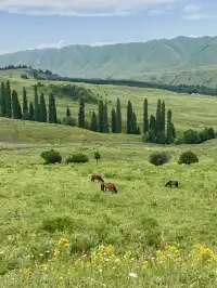 新疆伊犁8天暴走行程|自由行旅遊攻略