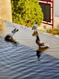 禪意古寺打卡攻略