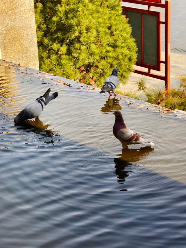 禪意古寺打卡攻略 禪意古寺打卡攻略