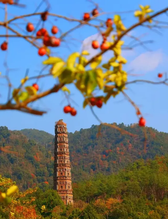 秋日國清寺:在千年古剎尋一份靜謐 秋日國清寺:在千年古剎尋一份靜謐