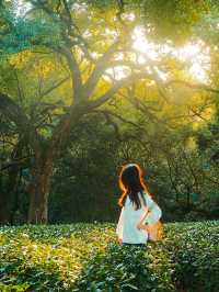 12.1實拍九溪現實版莫奈的秋日花園