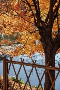 上海秋日私藏3 個小眾賞秋地人少出片不踩雷