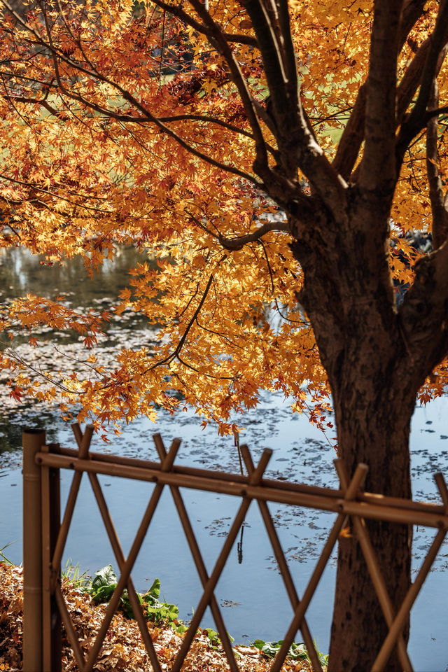 上海秋日私藏3 個小眾賞秋地人少出片不踩雷 上海秋日私藏3 個小眾賞秋地人少出片不踩雷