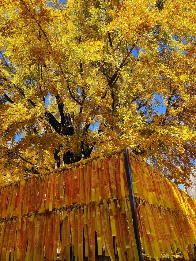 深秋的真如寺,藏著上海最溫柔的禪意 深秋的真如寺,藏著上海最溫柔的禪意
