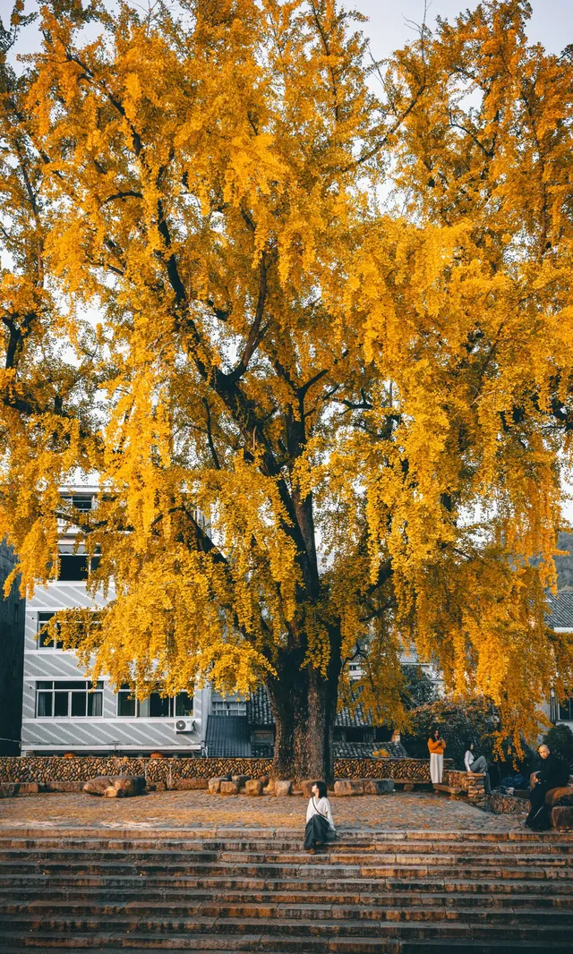 溫州這棵400年的銀杏王已經黃了，趁沒人快衝!!