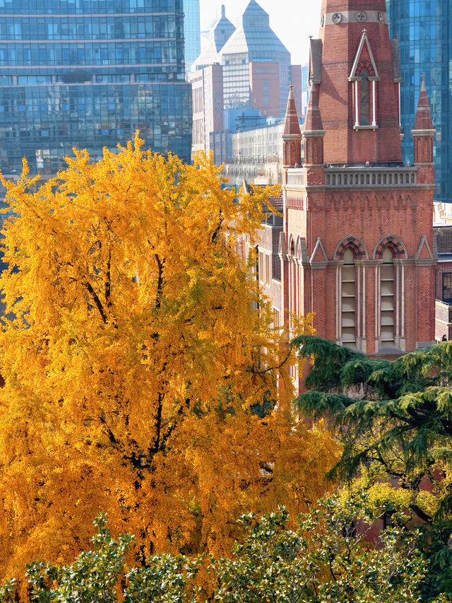 上海外灘賞銀杏不繞路個機位路線攻略