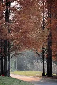 還用去擠白鷺灣?人少景美的水杉秘境!