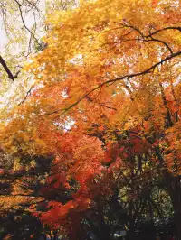 11.28上海賞楓天花板調色盤美哭