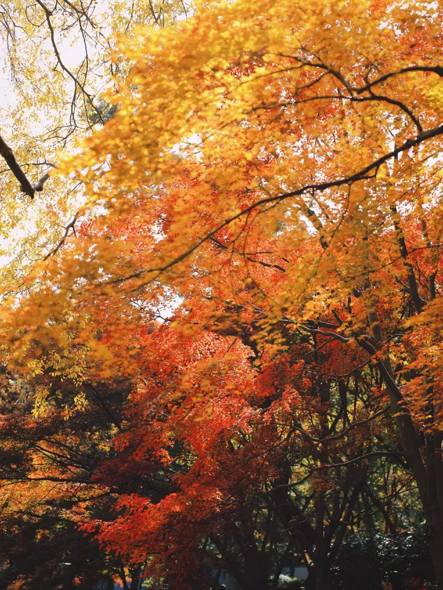 11.28上海賞楓天花板調色盤美哭 11.28上海賞楓天花板調色盤美哭