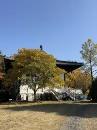 南京千年銀杏|原片直出無濾鏡