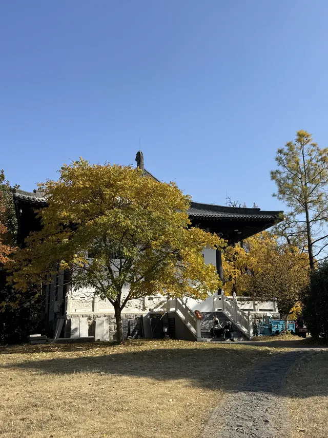 南京千年銀杏|原片直出無濾鏡 南京千年銀杏|原片直出無濾鏡