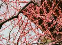 靜安雕塑公園必玩攻略治癒系路線