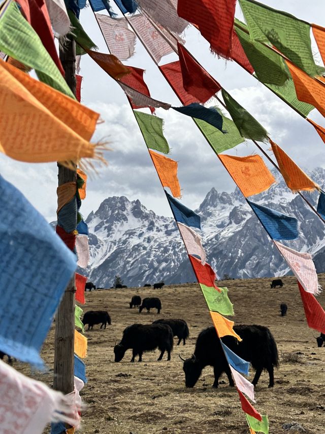 12.11玉龍雪山現狀,真的崩潰了 12.11玉龍雪山現狀,真的崩潰了