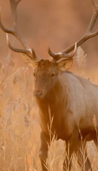 Siberian Red Deer Foraging in Winter in the Eastern Tianshan