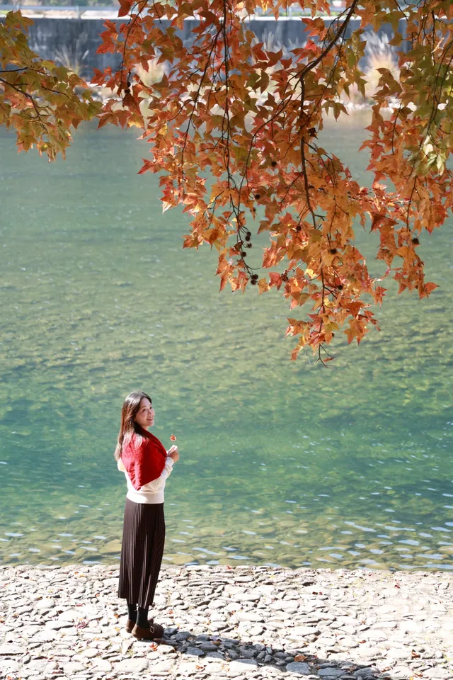 永嘉紅楓古道的紅楓紅了 永嘉紅楓古道的紅楓紅了