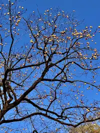 長沙賞秋超全攻略|看萬山紅遍,層林盡染