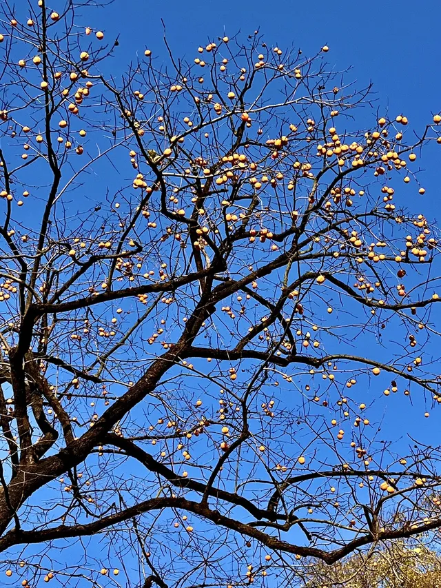 長沙賞秋超全攻略|看萬山紅遍,層林盡染 長沙賞秋超全攻略|看萬山紅遍,層林盡染