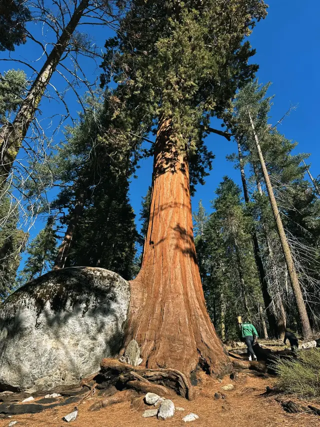 🪾🪵 Sequoia National Park