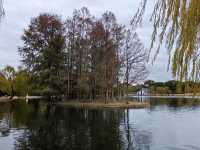 初冬暖陽下的多彩上海共青森林公園