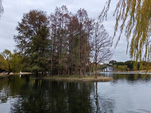 初冬暖陽下的多彩上海共青森林公園 初冬暖陽下的多彩上海共青森林公園