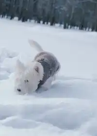 人,下雪天世界就變成了童話