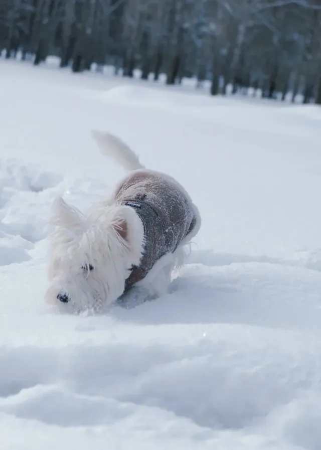 人,下雪天世界就變成了童話 人,下雪天世界就變成了童話