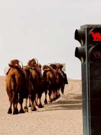 中國最孤獨的孩子—大地之子!