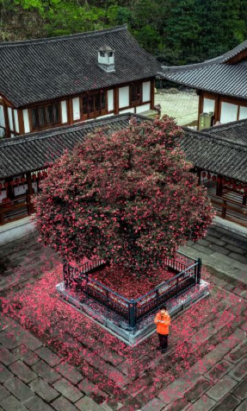 ใครจะรู้ว่าทำไมฉันถึงขับรถ 3 ชั่วโมงมาที่วัดเหยียนฟู่เพียงเพื่อต้นคามิเลียต้นนี้?