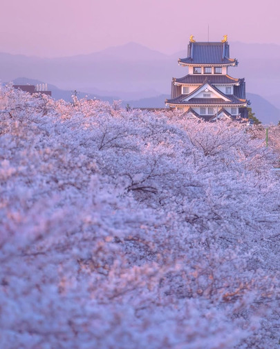 墨俣桜まつりランタンナイト鑑賞 | Trip.com 大垣