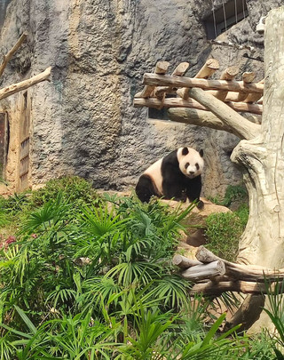 澳門小眾治癒公園｜免費睇國寶熊貓