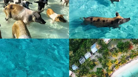 我的巴哈馬豬島之旅……對於愛動物的人來說,這真的是夢幻般的體驗! — traveler post in 埃克蘇馬群島