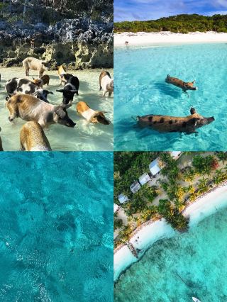 My Trip to Pig Island in the Bahamas... A Truly Magical Experience for Animal Lovers! 。