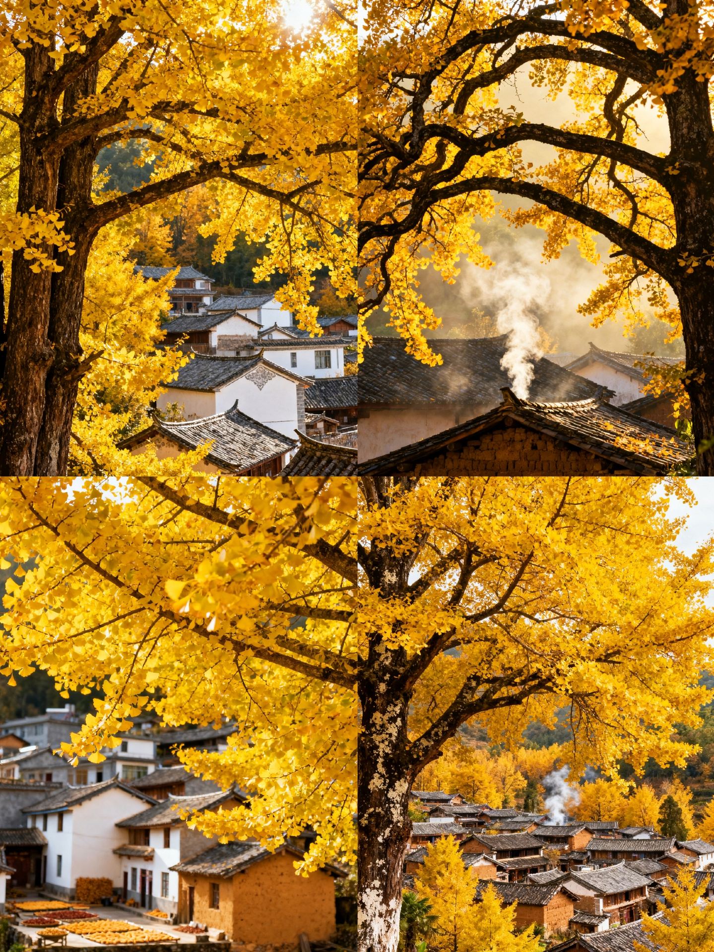 Guide to 4 Autumn Destinations in Guangxi | Longji Rice Terraces, Haiyang Ginkgo, Debao Red Leaves, Gongcheng Persimmons
