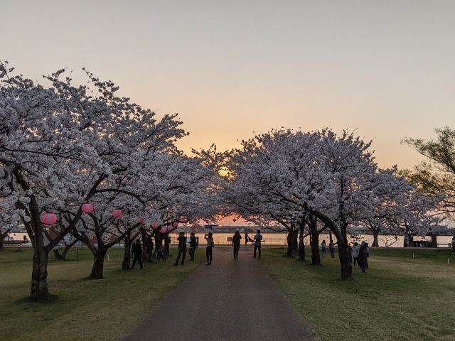 It’s Almost Sakura Season in Japan 🌸