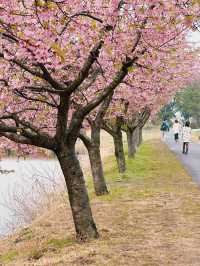 笠松河津桜ロード