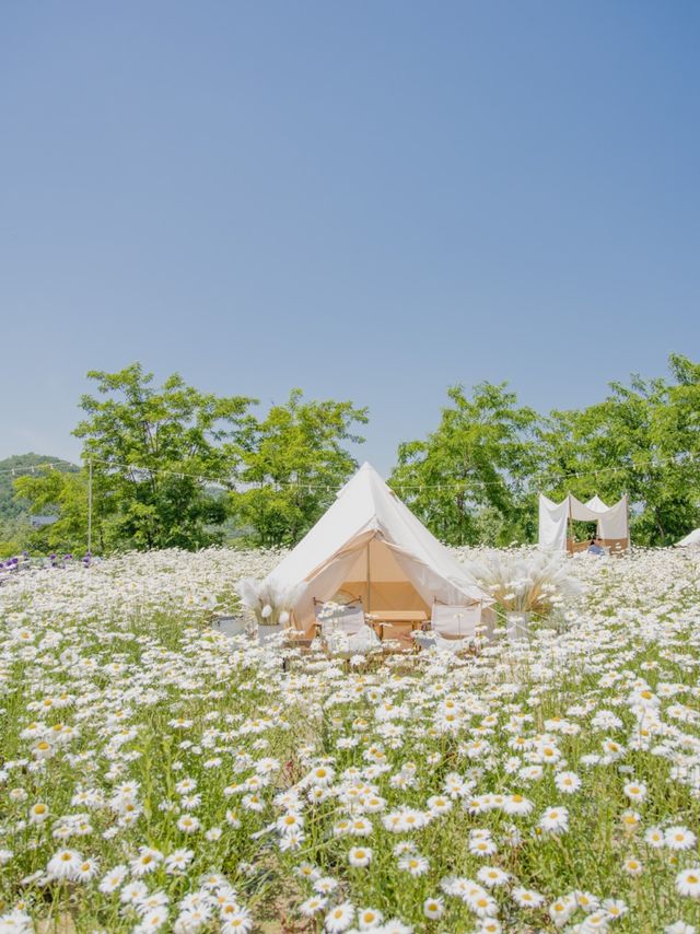올해도 돌아올 데이지천국 , 사진정원