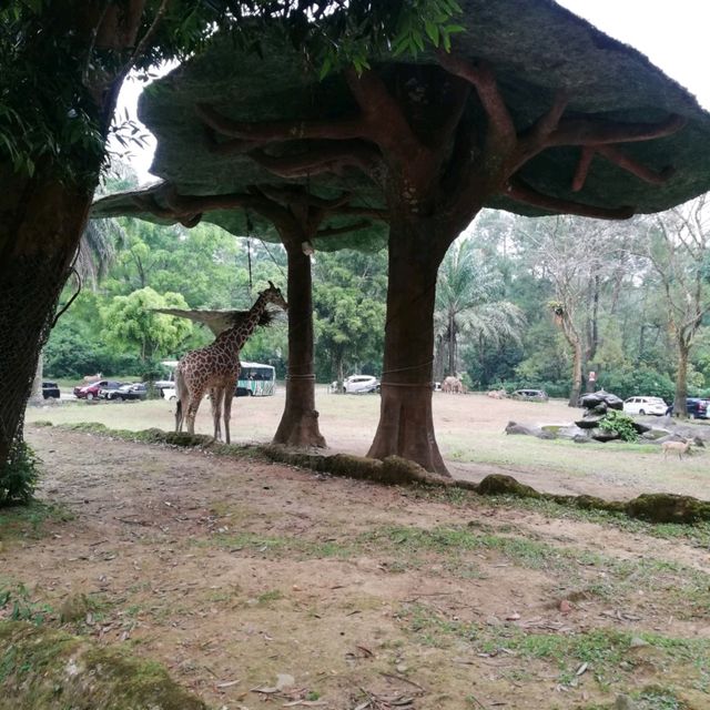 Incredible Taman Safari Indonesia