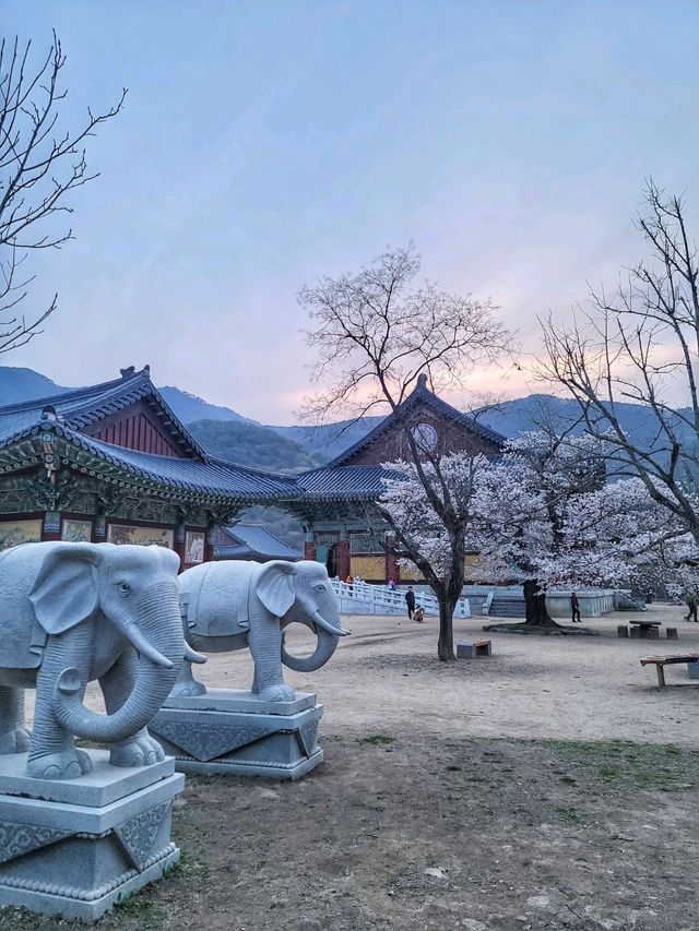 청도 운문사의 봄은 아름답다🌸